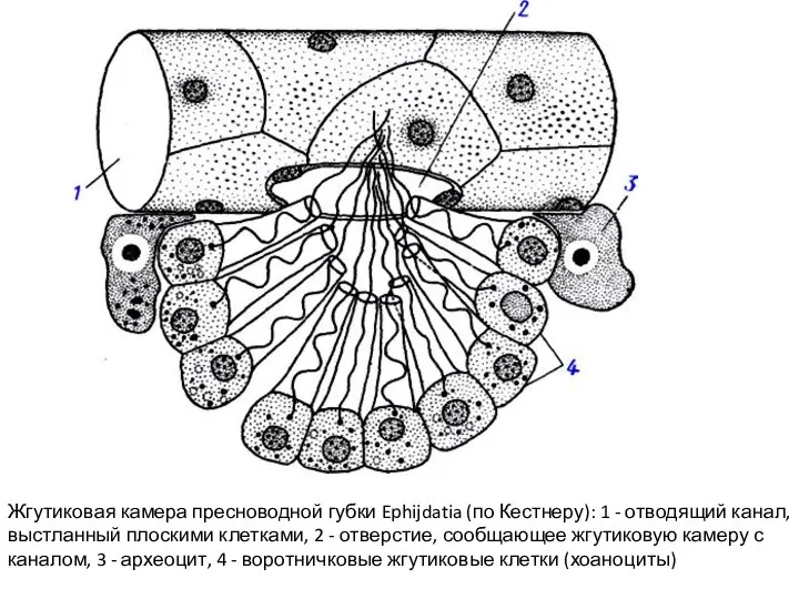 Жгутиковая камера пресноводной губки Ephijdatia (по Кестнеру): 1 - отводящий канал,