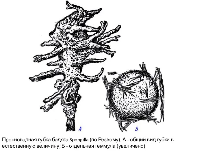 Пресноводная губка бадяга Spongilla (по Резвому). А - общий вид губки
