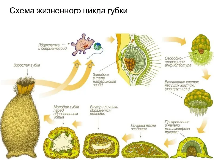 Схема жизненного цикла губки