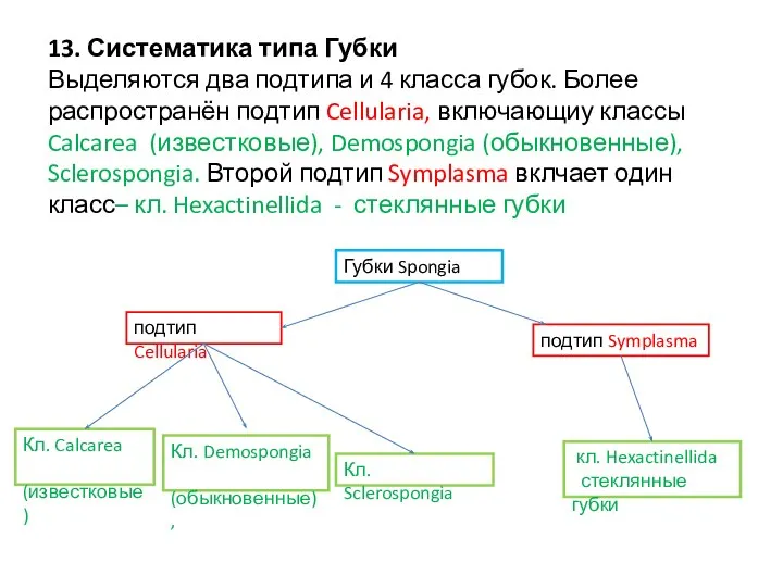 13. Систематика типа Губки Выделяются два подтипа и 4 класса губок.