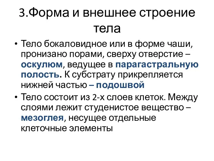 3.Форма и внешнее строение тела Тело бокаловидное или в форме чаши,