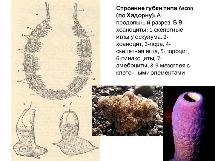 Строение губки типа Ascon (по Хадорну): А-продольный разрез, Б-В-хоаноциты; 1-скелетные иглы