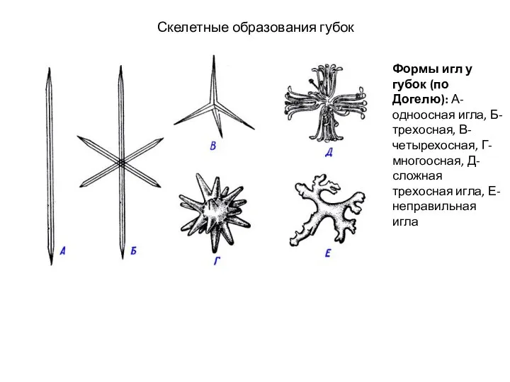 Скелетные образования губок Формы игл у губок (по Догелю): А-одноосная игла,