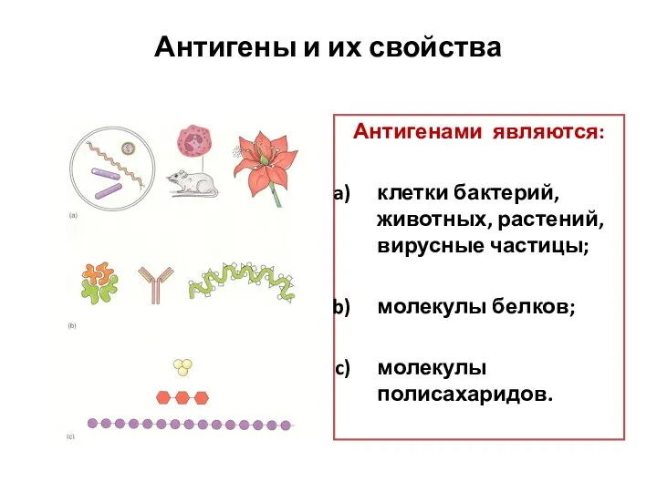 Антигены и их свойства Антигенами являются: клетки бактерий, животных, растений, вирусные частицы; молекулы белков; молекулы полисахаридов.