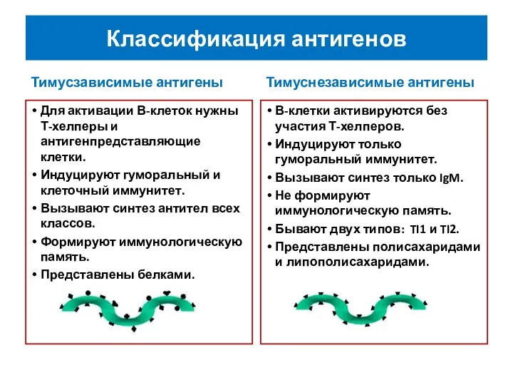 Классификация антигенов Тимусзависимые антигены Тимуснезависимые антигены Для активации В-клеток нужны Т-хелперы