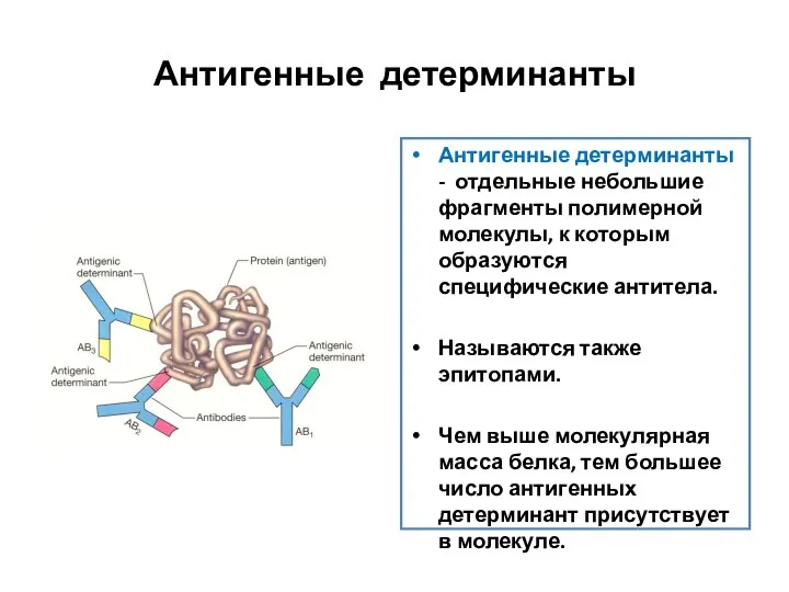 Антигенные детерминанты Антигенные детерминанты - отдельные небольшие фрагменты полимерной молекулы, к