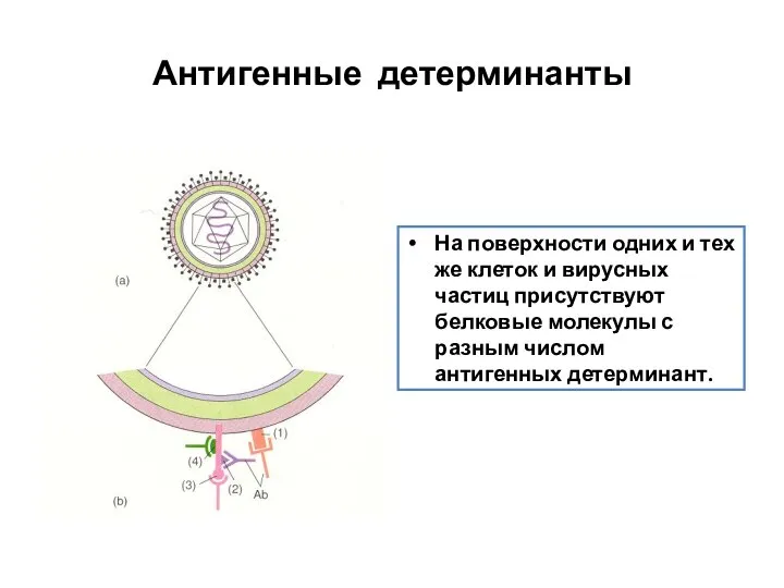 Антигенные детерминанты На поверхности одних и тех же клеток и вирусных