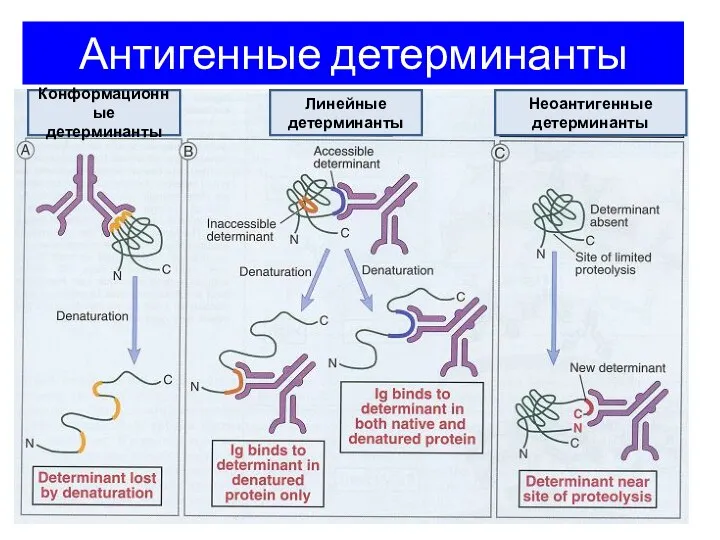 Антигенные детерминанты Конформационные детерминанты Линейные детерминанты Неоантигенные детерминанты