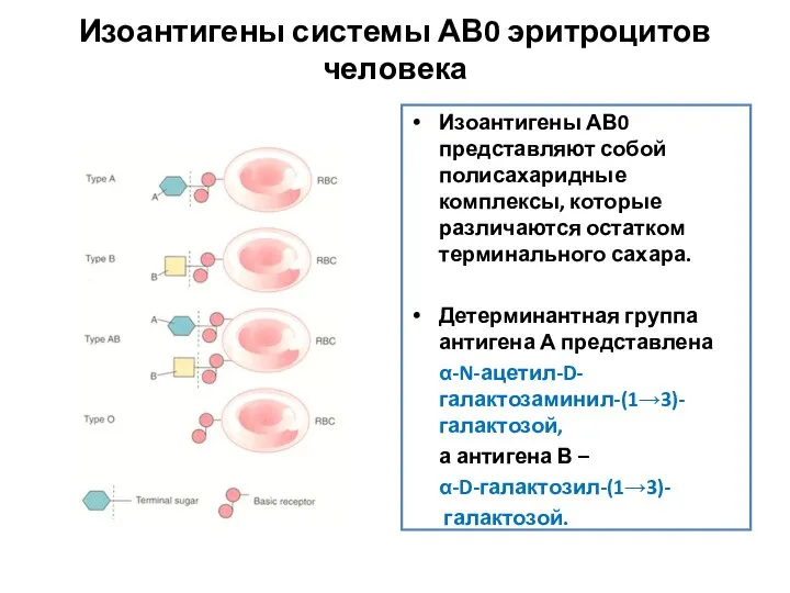 Изоантигены системы АВ0 эритроцитов человека Изоантигены АВ0 представляют собой полисахаридные комплексы,