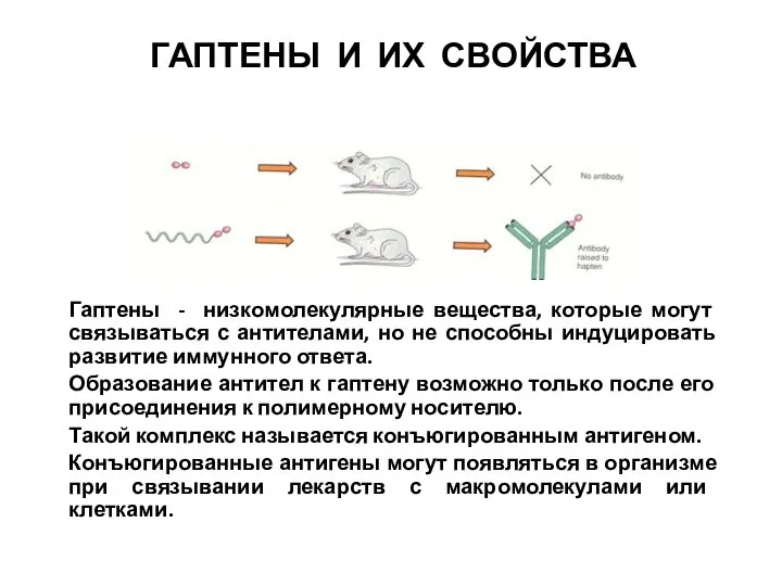 ГАПТЕНЫ И ИХ СВОЙСТВА Гаптены - низкомолекулярные вещества, которые могут связываться