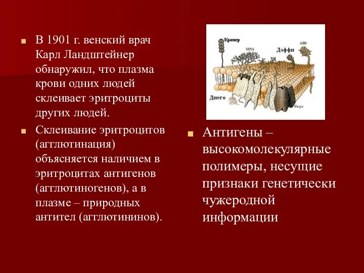 В 1901 г. венский врач Карл Ландштейнер обнаружил, что плазма крови