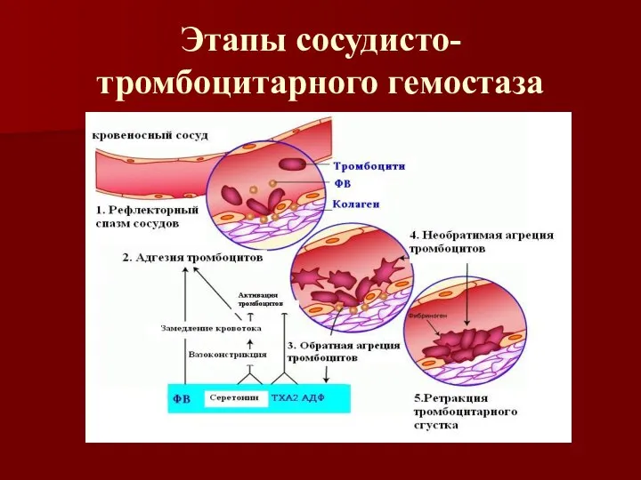 Этапы сосудисто-тромбоцитарного гемостаза