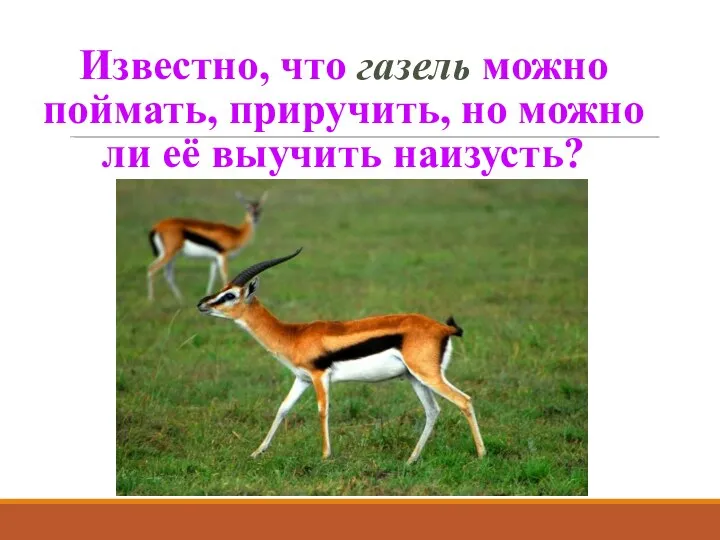 Известно, что газель можно поймать, приручить, но можно ли её выучить наизусть?