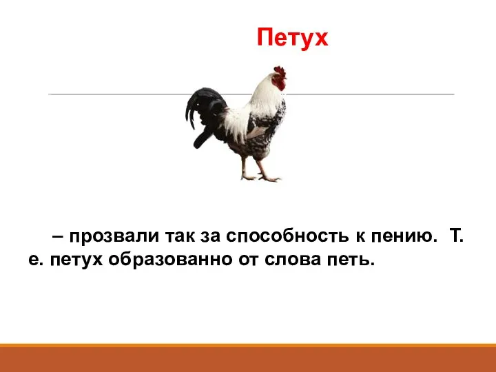 – прозвали так за способность к пению. Т.е. петух образованно от слова петь. Петух