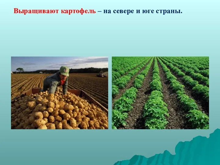 Выращивают картофель – на севере и юге страны.