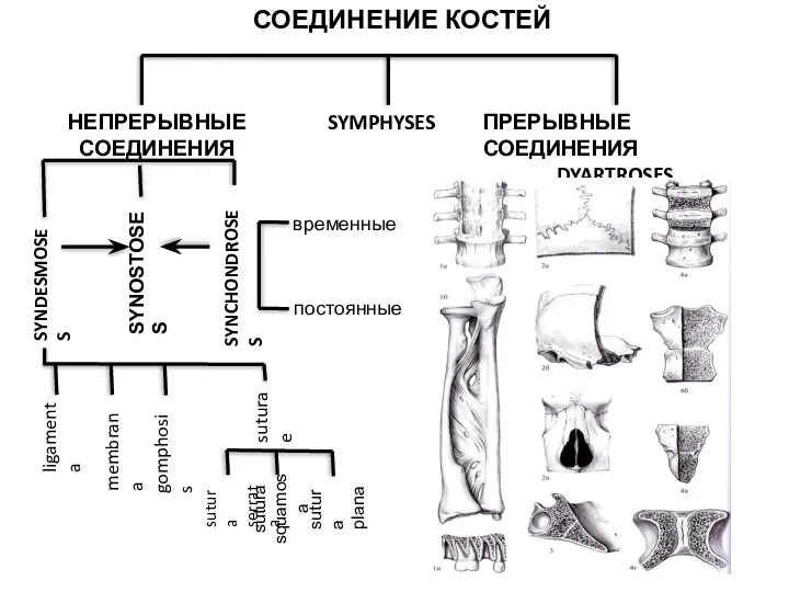 СОЕДИНЕНИЕ КОСТЕЙ НЕПРЕРЫВНЫЕ СОЕДИНЕНИЯ SYMPHYSES ПРЕРЫВНЫЕ СОЕДИНЕНИЯ DYARTROSES SYNDESMOSES SYNOSTOSES SYNCHONDROSES