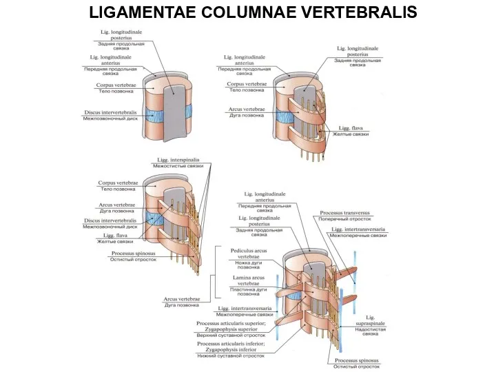 LIGAMENTAE COLUMNAE VERTEBRALIS