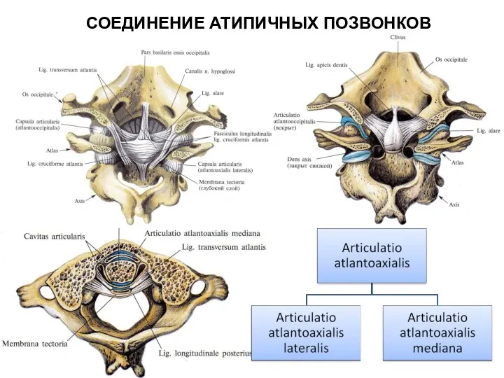 СОЕДИНЕНИЕ АТИПИЧНЫХ ПОЗВОНКОВ