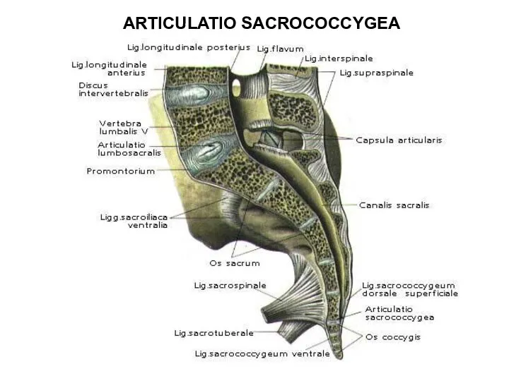 ARTICULATIO SACROCOCCYGEA