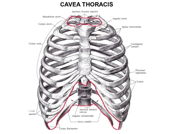 CAVEA THORACIS