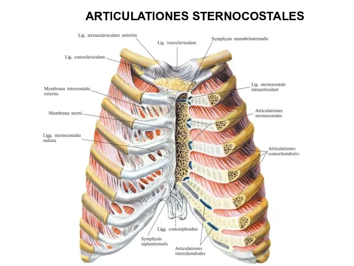 ARTICULATIONES STERNOCOSTALES