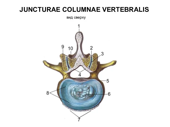 JUNCTURAE COLUMNAE VERTEBRALIS вид сверху