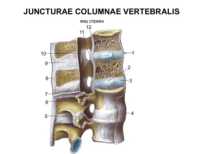 JUNCTURAE COLUMNAE VERTEBRALIS вид справа