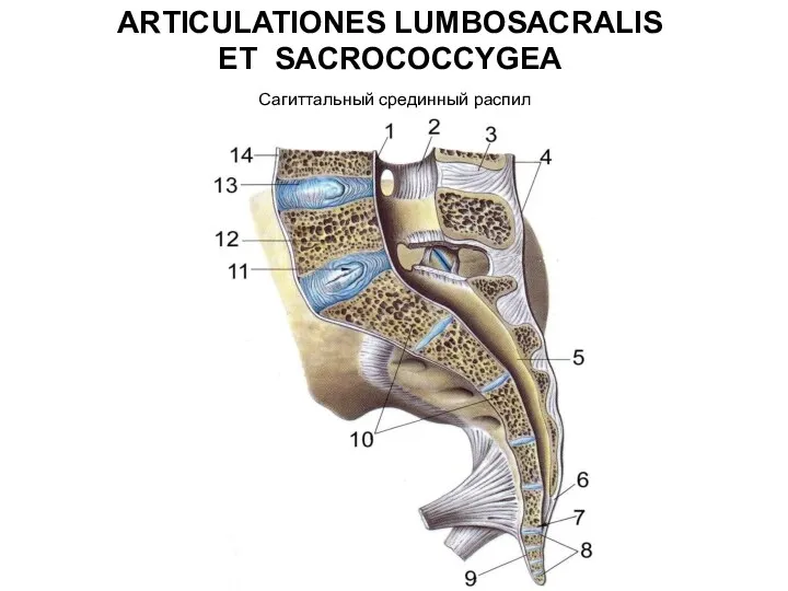 ARTICULATIONES LUMBOSACRALIS ET SACROCOCCYGEA Сагиттальный срединный распил