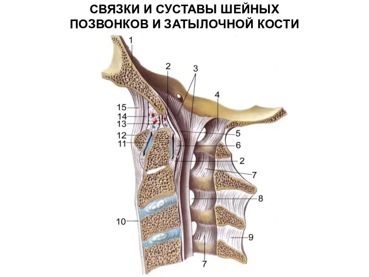 СВЯЗКИ И СУСТАВЫ ШЕЙНЫХ ПОЗВОНКОВ И ЗАТЫЛОЧНОЙ КОСТИ