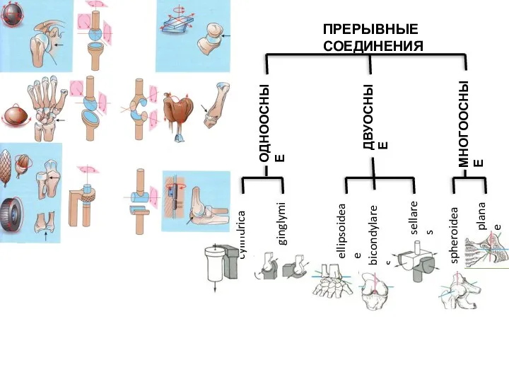 ПРЕРЫВНЫЕ СОЕДИНЕНИЯ ОДНООСНЫЕ ДВУОСНЫЕ МНОГООСНЫЕ cylindricae ginglymi ellipsoideae bicondylares sellares spheroideae planae