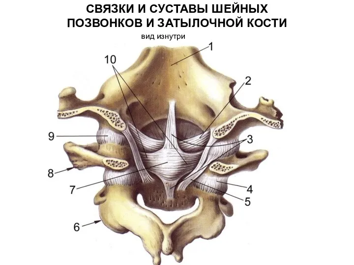 СВЯЗКИ И СУСТАВЫ ШЕЙНЫХ ПОЗВОНКОВ И ЗАТЫЛОЧНОЙ КОСТИ вид изнутри