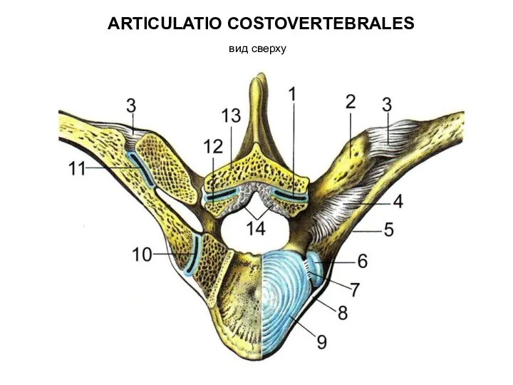 ARTICULATIO COSTOVERTEBRALES вид сверху