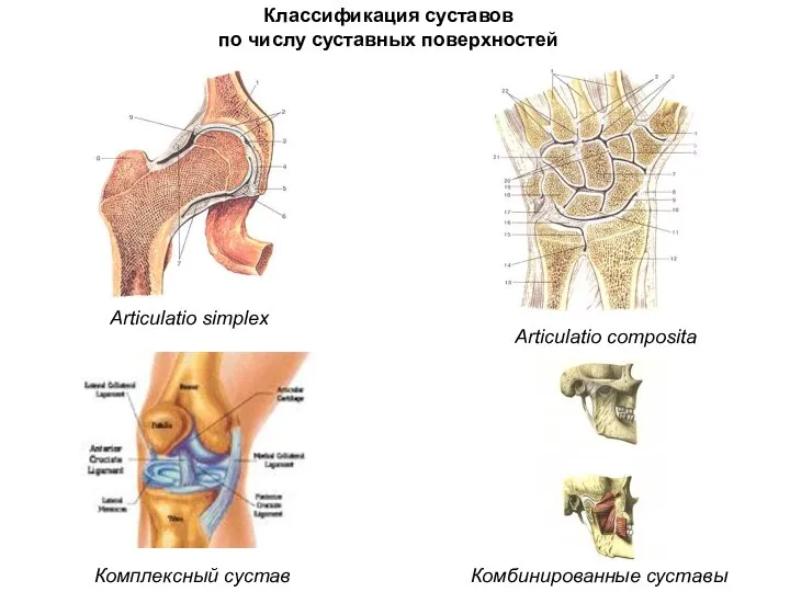 Articulatio simplex Комплексный сустав Комбинированные суставы Классификация суставов по числу суставных поверхностей Articulatio composita