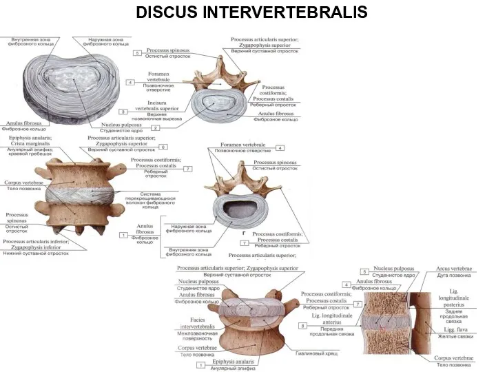 DISCUS INTERVERTEBRALIS