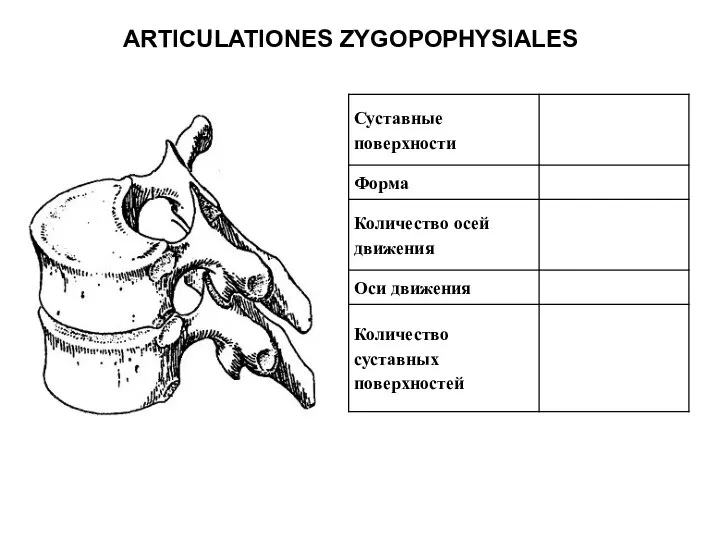 ARTICULATIONES ZYGOPOPHYSIALES