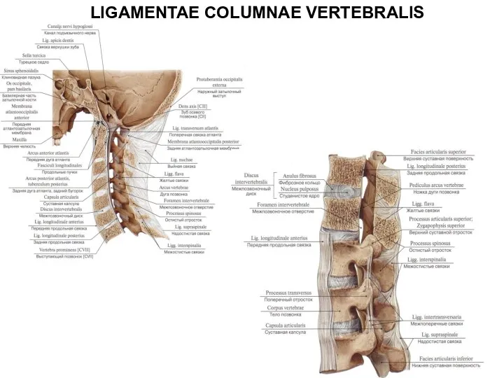 LIGAMENTAE COLUMNAE VERTEBRALIS