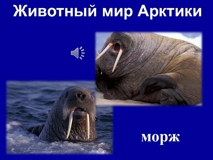 Животный мир Арктики морж