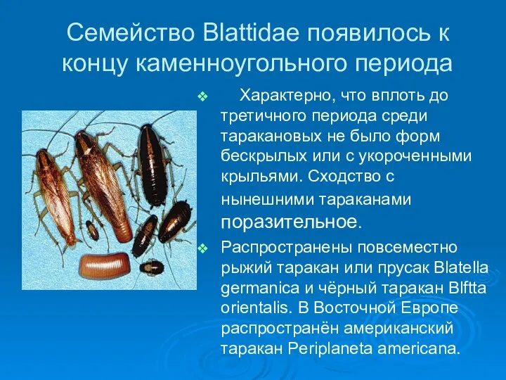 Семейство Blattidae появилось к концу каменноугольного периода Характерно, что вплоть до