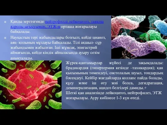 Қанды зерттегенде нейтрофилді лейкоцитоз, таяқша ядролы ығысуымен, ЭТЖ-ң орташа жоғарылауы байқалады.