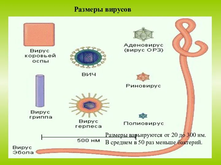 Размеры вирусов Размеры варьируются от 20 до 300 нм. В среднем в 50 раз меньше бактерий.