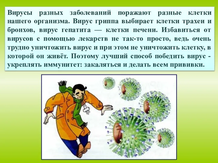 Вирусы разных заболеваний поражают разные клетки нашего организма. Вирус гриппа выбирает