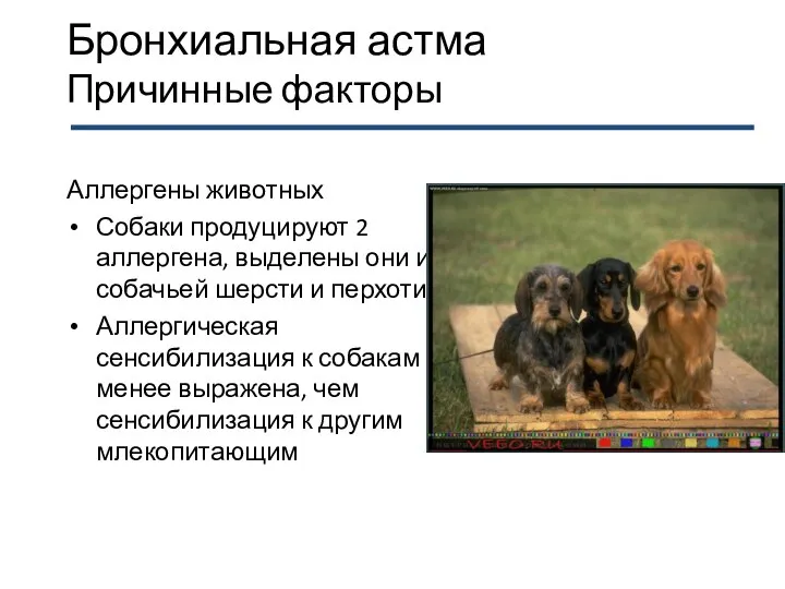 Бронхиальная астма Причинные факторы Аллергены животных Собаки продуцируют 2 аллергена, выделены