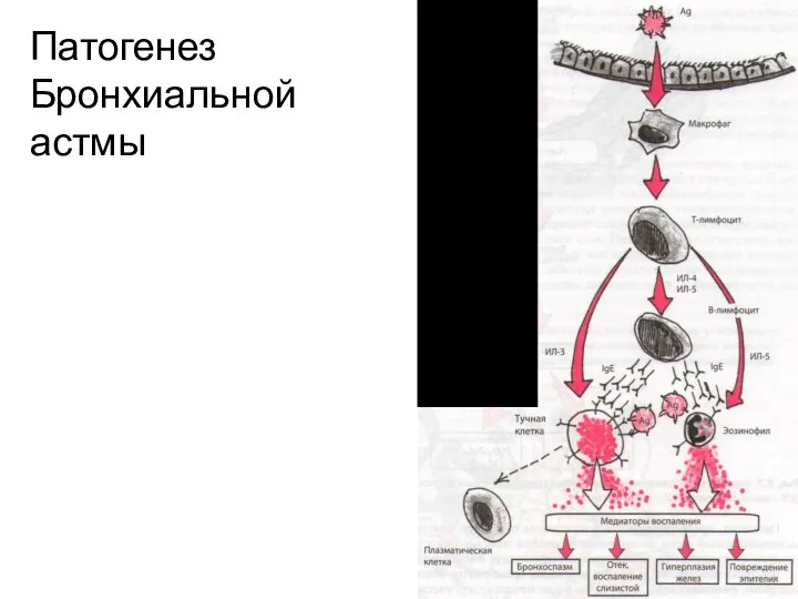 Патогенез Бронхиальной астмы