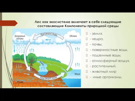 Лес как экосистема включает в себя следующие составляющие Компоненты природной среды