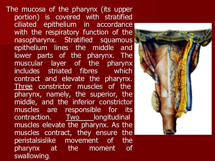 The mucosa of the pharynx (its upper portion) is covered with