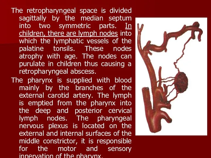 The retropharyngeal space is divided sagittally by the median septum into