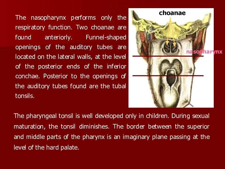 The nasopharynx performs only the respiratory function. Two choanae are found