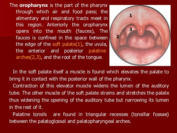 The oropharynx is the part of the pharynx through which air