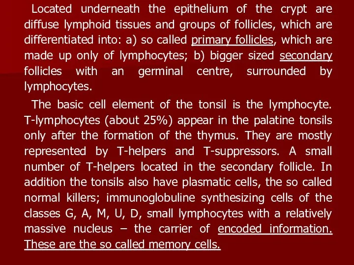 Located underneath the epithelium of the crypt are diffuse lymphoid tissues