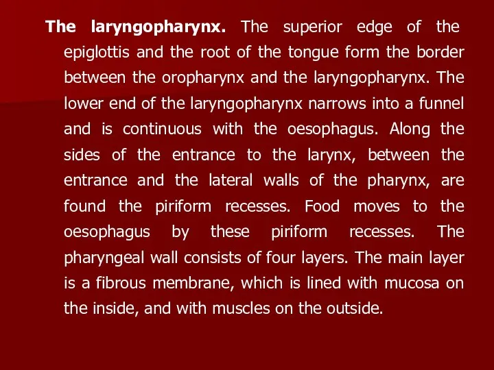 The laryngopharynx. The superior edge of the epiglottis and the root